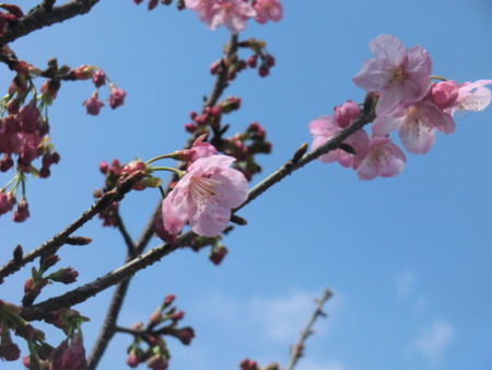 f:id:taron:20170330143542j:image