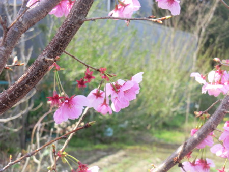 f:id:taron:20170330143608j:image