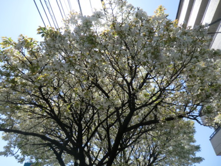 f:id:taron:20170414132746j:image
