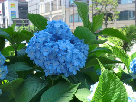 f:id:taron:20170528114152j:image