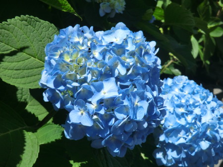 f:id:taron:20170528114158j:image