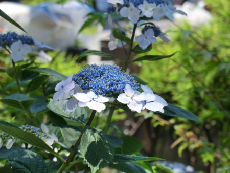 f:id:taron:20170528114209j:image