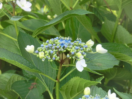 f:id:taron:20170528145423j:image