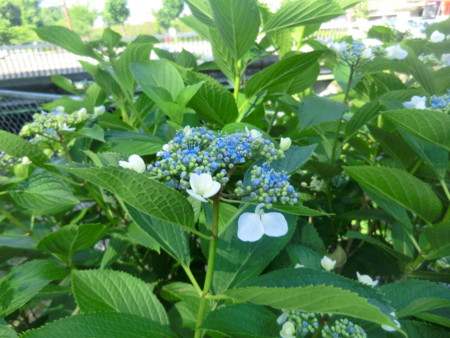 f:id:taron:20170528145443j:image