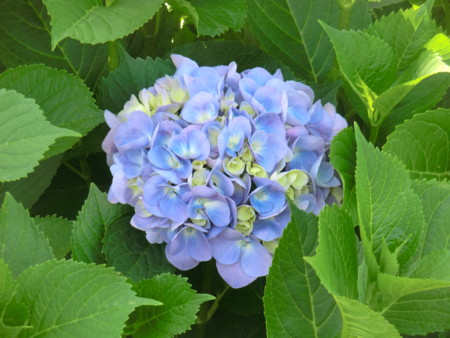 f:id:taron:20170528145720j:image