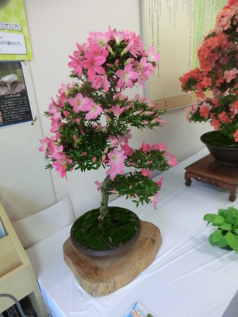 f:id:taron:20170528150413j:image