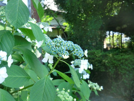 f:id:taron:20170528152738j:image