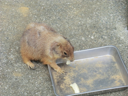 f:id:taron:20170811135250j:image