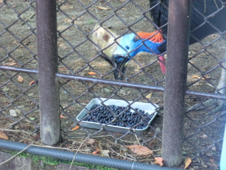 f:id:taron:20170811143002j:image