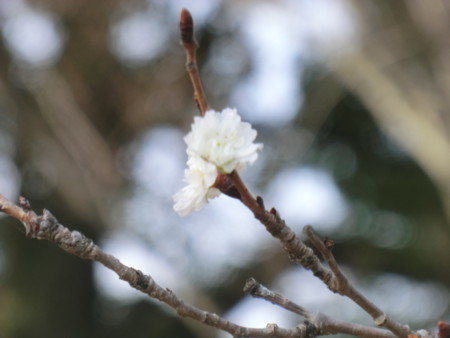 f:id:taron:20180120140354j:image