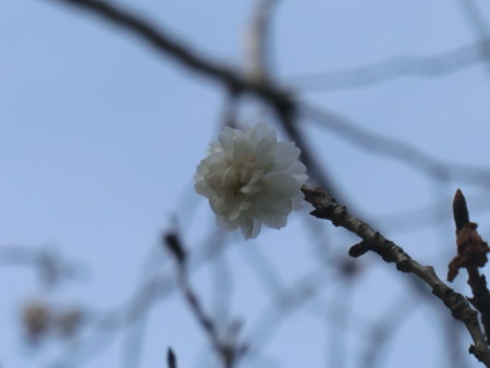 f:id:taron:20180120140436j:image