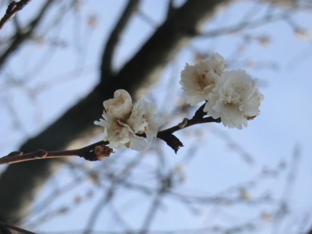 f:id:taron:20180120140538j:image