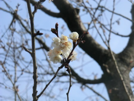 f:id:taron:20180120140552j:image