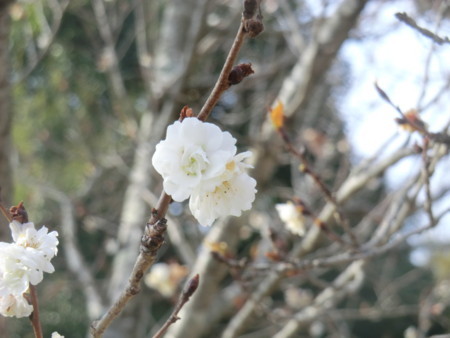 f:id:taron:20180120140618j:image