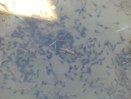 f:id:taron:20180328141409j:image