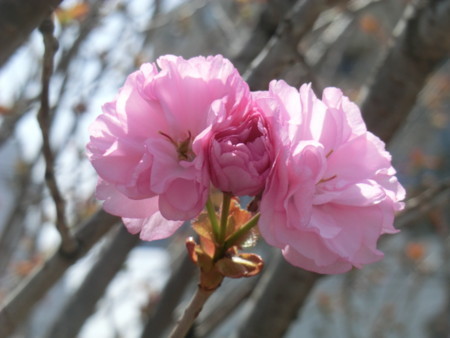 f:id:taron:20180330123857j:image