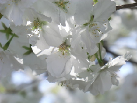 f:id:taron:20180330123929j:image