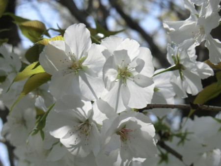 f:id:taron:20180330123955j:image