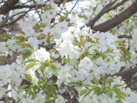 f:id:taron:20180330124018j:image