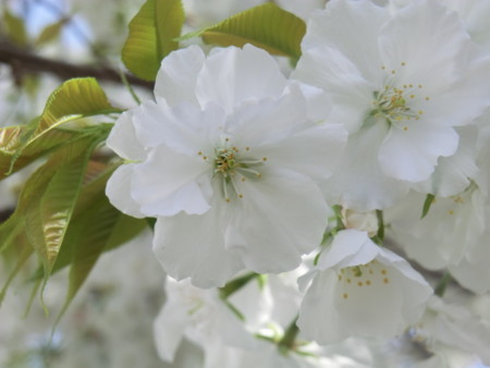 f:id:taron:20180330124028j:image