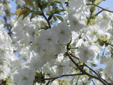 f:id:taron:20180330124042j:image