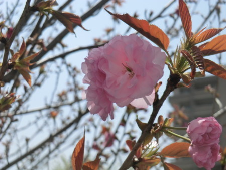 f:id:taron:20180330124115j:image