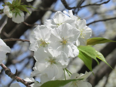 f:id:taron:20180330124149j:image