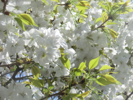 f:id:taron:20180330124203j:image