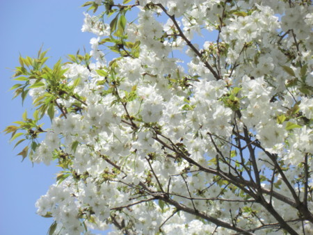 f:id:taron:20180330124233j:image