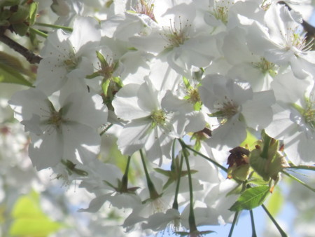 f:id:taron:20180330124251j:image