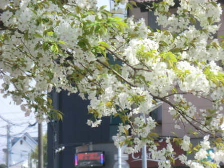 f:id:taron:20180330124412j:image