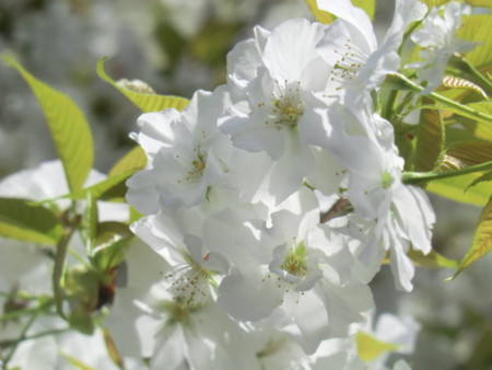 f:id:taron:20180330124431j:image