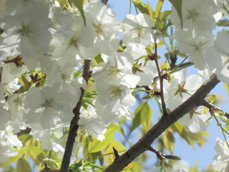 f:id:taron:20180330124509j:image