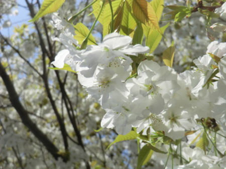 f:id:taron:20180330124536j:image