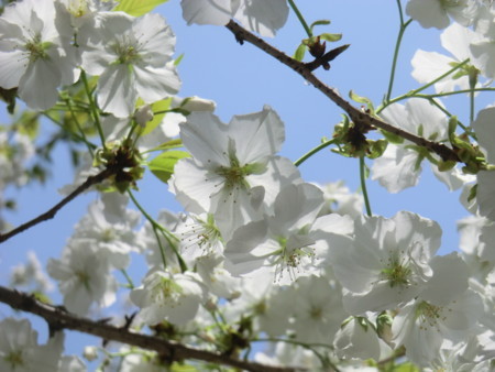 f:id:taron:20180330124612j:image