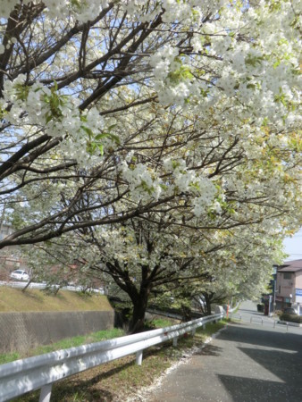 f:id:taron:20180330124738j:image