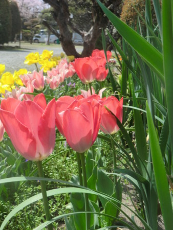 f:id:taron:20180330133938j:image