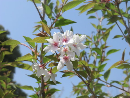 f:id:taron:20180330134022j:image