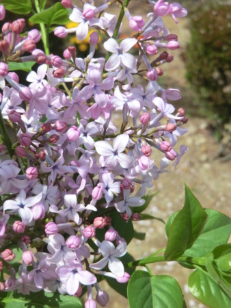 f:id:taron:20180330134942j:image