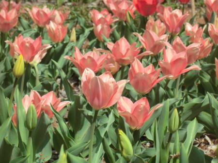 f:id:taron:20180330140155j:image