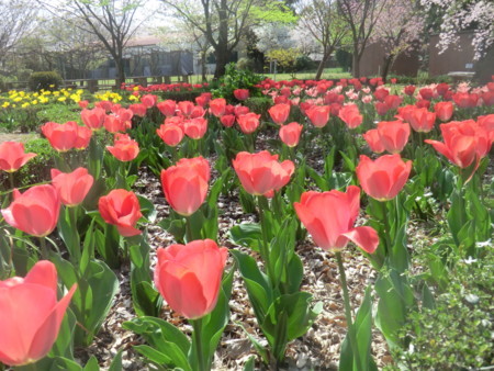 f:id:taron:20180330141146j:image