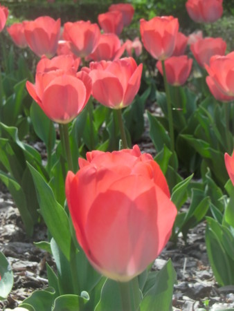 f:id:taron:20180330141158j:image