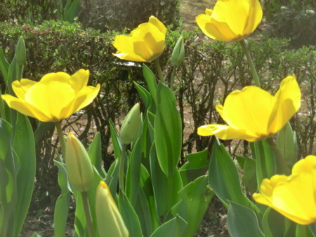 f:id:taron:20180330141226j:image