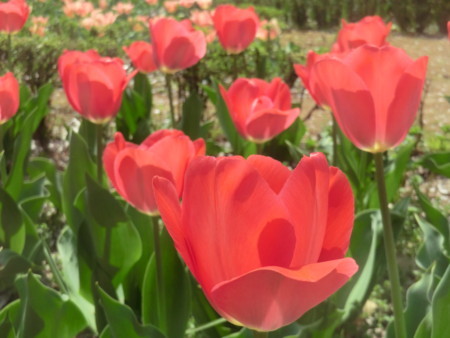 f:id:taron:20180330141249j:image