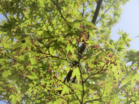 f:id:taron:20180330142233j:image