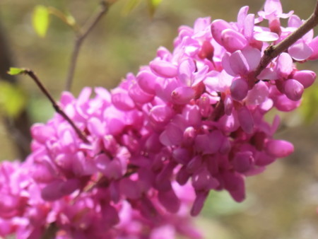 f:id:taron:20180330142502j:image