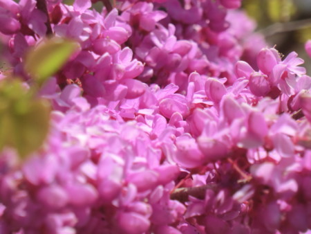 f:id:taron:20180330142510j:image