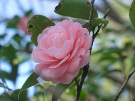 f:id:taron:20190226150113j:image f:id:taron:20190226150113j:image