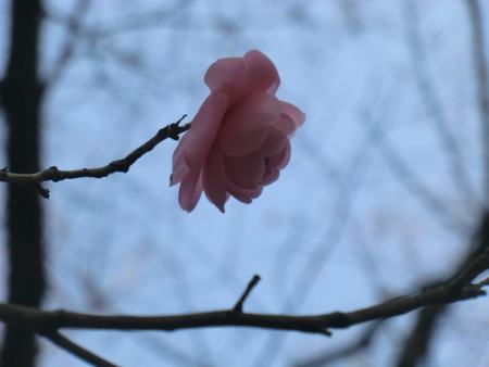 f:id:taron:20190226150209j:image f:id:taron:20190226150209j:image