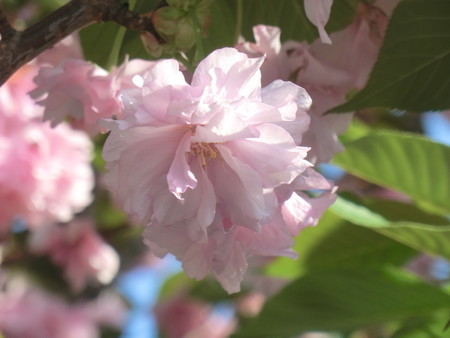 f:id:taron:20190419164500j:image f:id:taron:20190419164500j:image